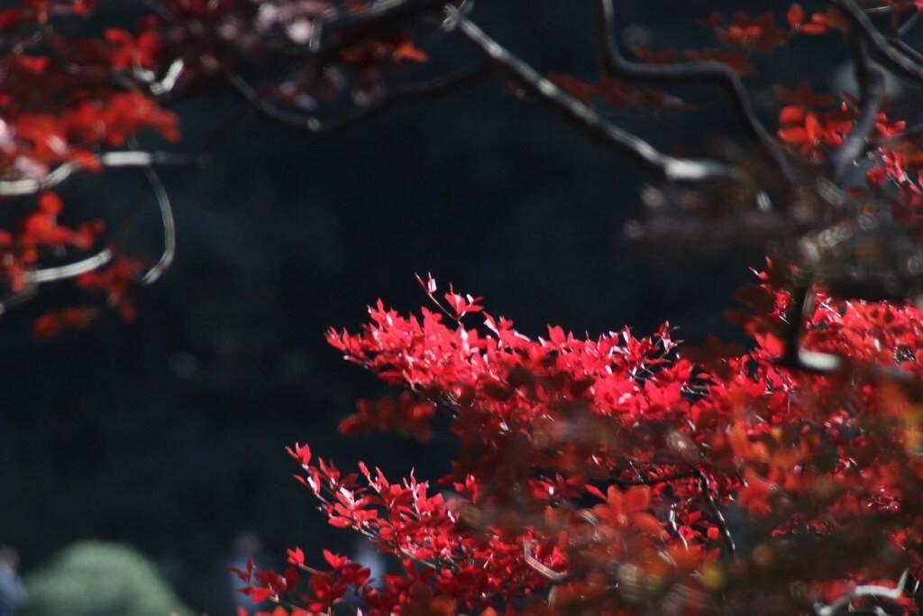 Tora Hotel Tokyo-Rikugienn 寅ホテル 六義園 A Екстериор снимка